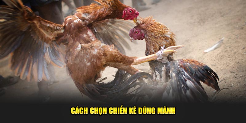 Cách chọn chiến kê dũng mãnh