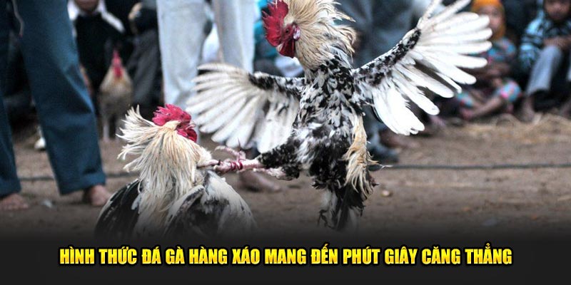 Hình thức đá gà hàng xáo mang đến phút giây căng thẳng