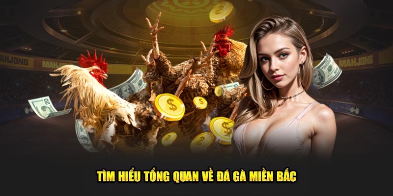 Tìm hiểu tổng quan về đá gà miền Bắc