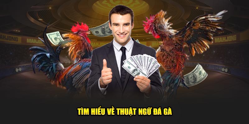Tìm hiểu về thuật ngữ đá gà
