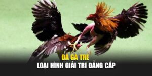 da-ga-tre-89bet-com-loai-hinh-giai-tri-dang-cap