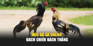 meo-da-ga-online-bach-chien-bach-thang