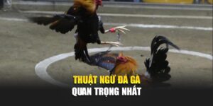 thuat-ngu-da-ga-quan-trong-nhat